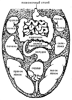 Схема проекционных зон внутренних органов на языке (по В.Ладу)
